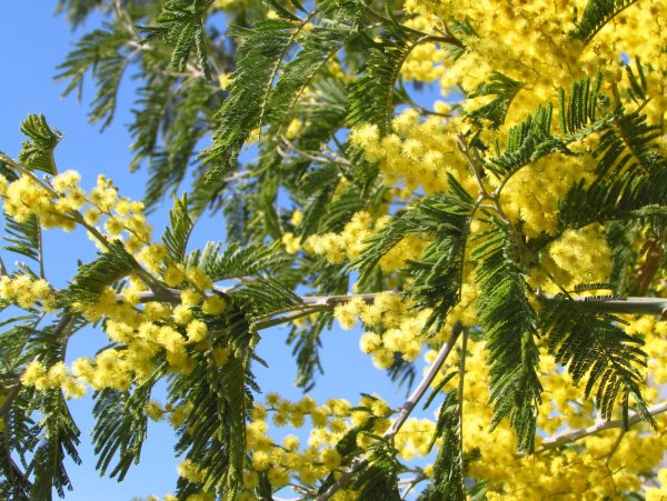 Сочи Весна прогулка