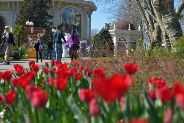 Магнолия в апреле в Сочи