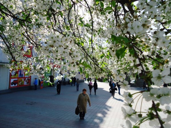 Рододендроны Сочи красная Поляна 2021