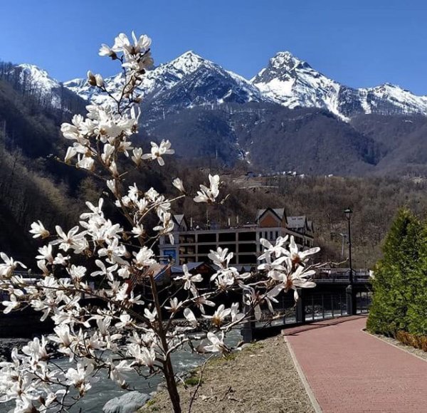 Мимозовая роща Сухуми