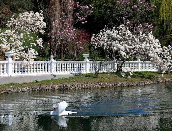 Сакура в дендрарии Сочи