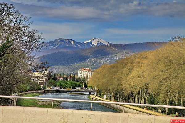 Дерево Магнолия в Сочи