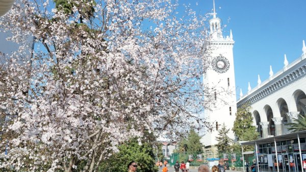 Олеандр Абхазия набережная