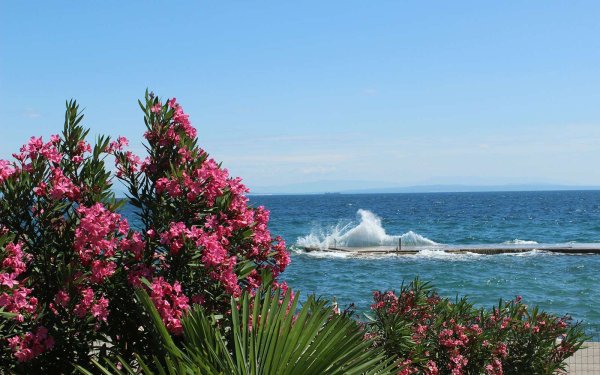 Сочи цветы весной