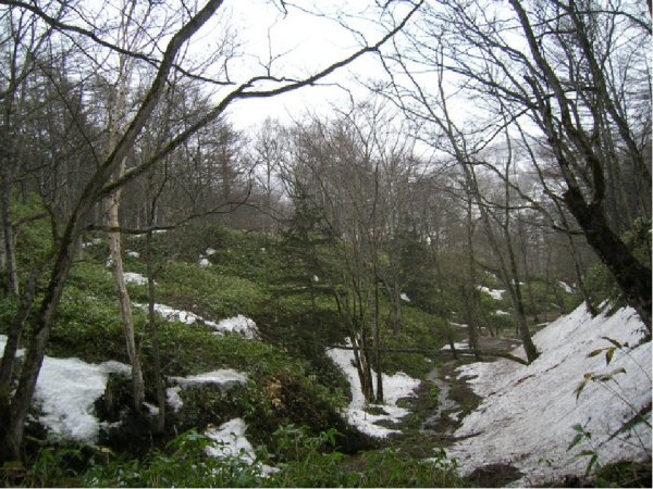 Сахалинская Весна