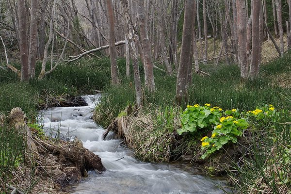 Весна на Сахалине