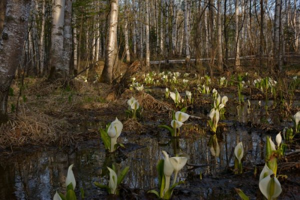 Весна на Сахалине