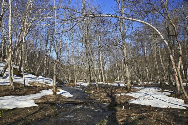 Весна на Сахалине