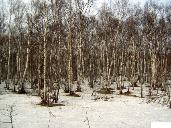 Весна на Сахалине