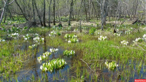 Весна на Сахалине