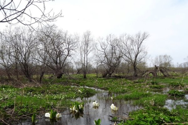 Природа Сахалина Весна