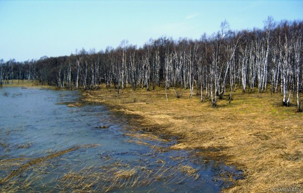 Сахалинская природа Весна