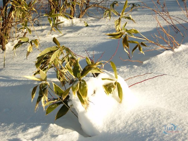 Природа Сахалина Весна