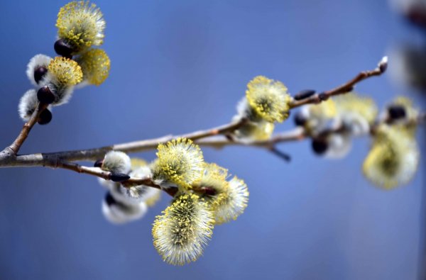 Сахалинская Весна