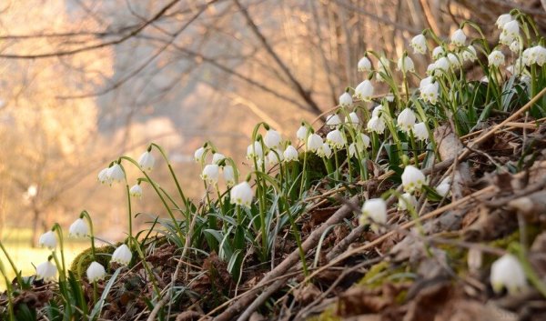 Сахалин сопка сахарная
