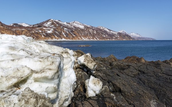 Сахалинская Сакура весной