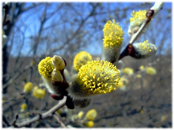 Остров Сахалин весной