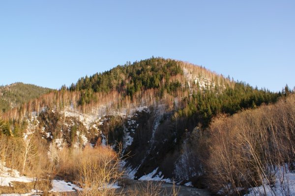 Цветы лизихитон Камчатский