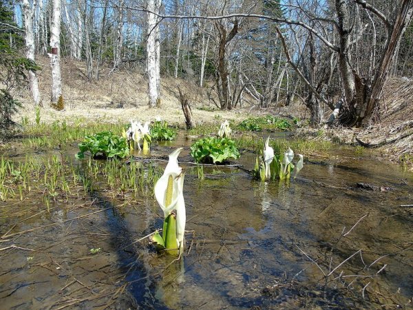 Весна на Сахалине