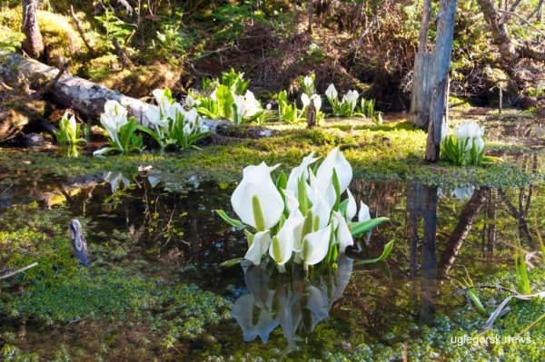 Южный Сахалин природа