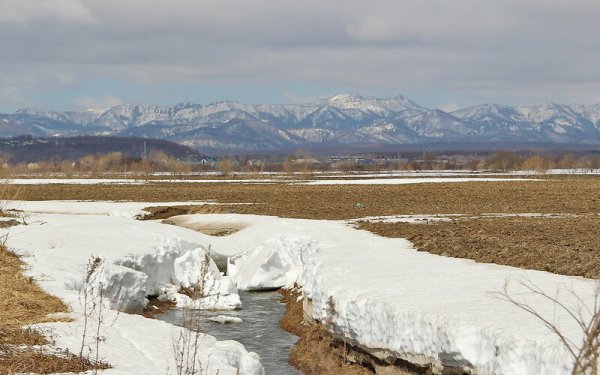 Мимоза Сахалинская