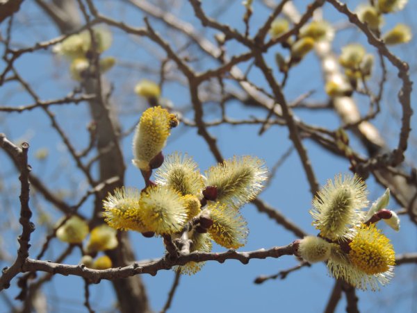 Озеро Лебяжье Сахалинская область