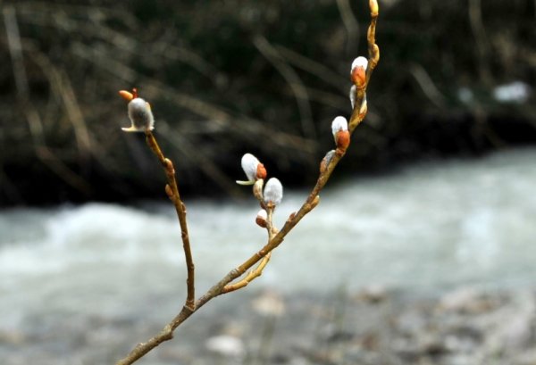 Лебеди на Сахалине весной