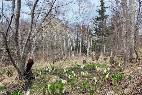 Камчатка цветет