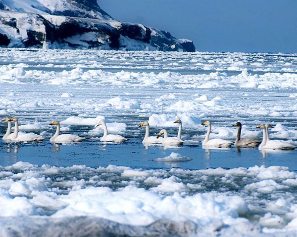 Весна на Сахалине фото
