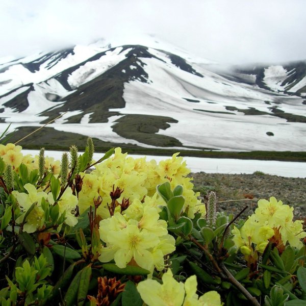 Лизихитон Сахалин
