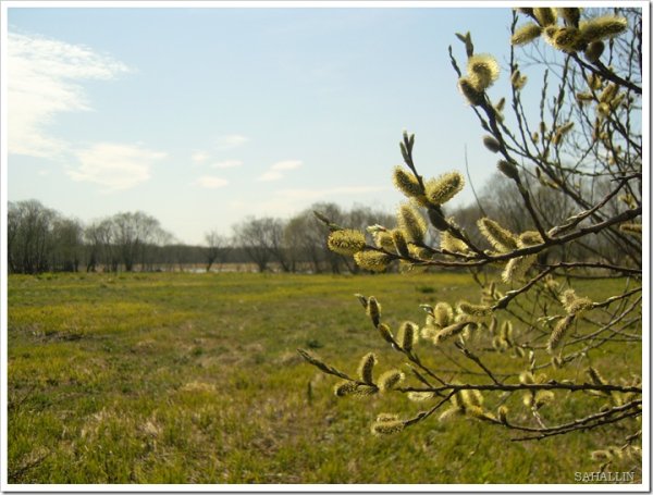 Сахалинская Весна