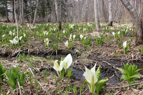 Рододендрон Шлиппенбаха в Приморье