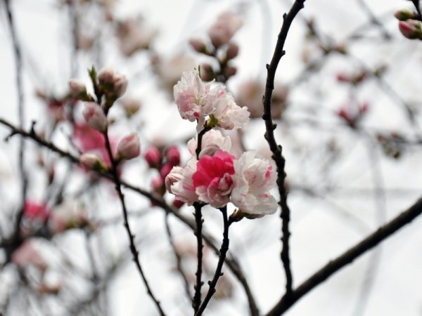 Лебеди Сахалин