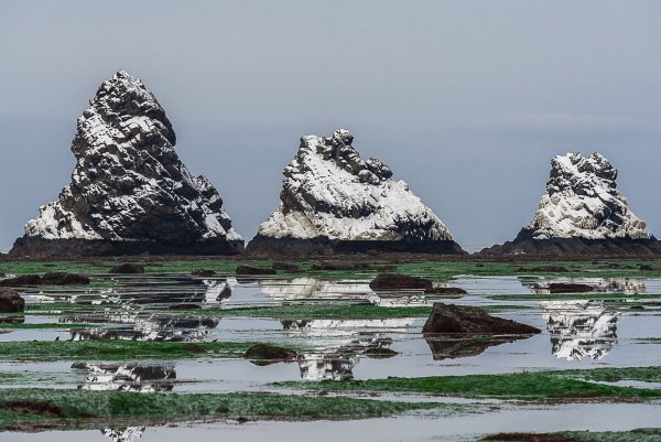 Курильские острова Кунашир растения