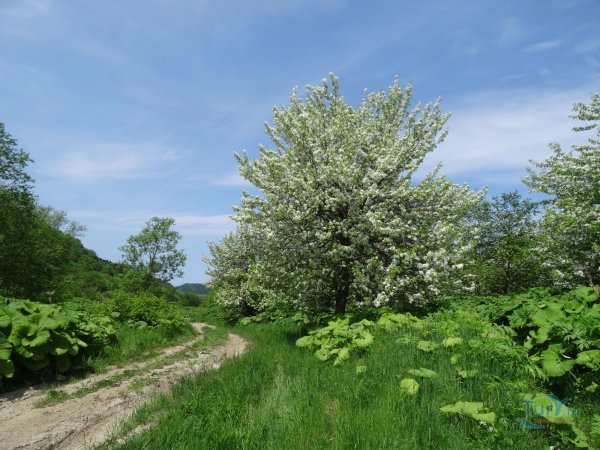 Весна на Сахалине фото