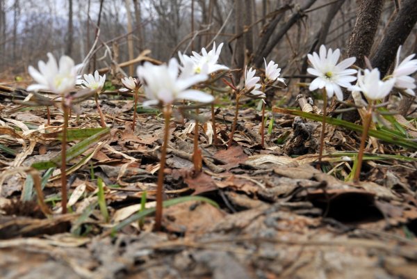 Примула Сахалинская