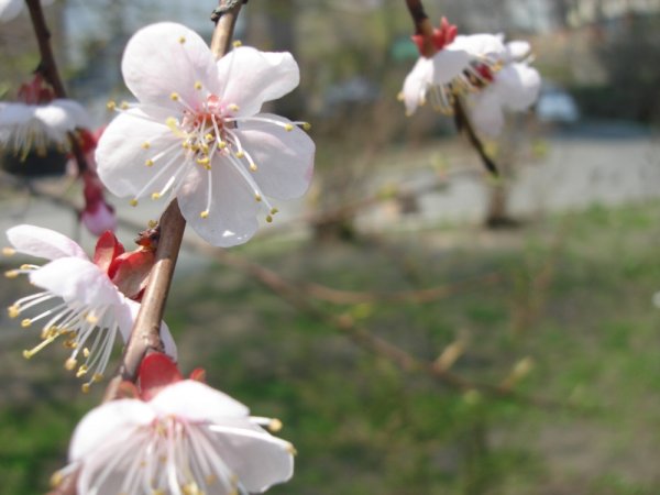 Лето на Сахалине