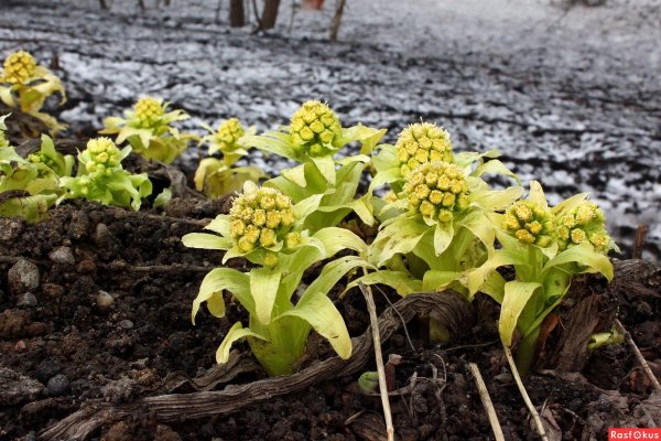 Остров Сахалин весной
