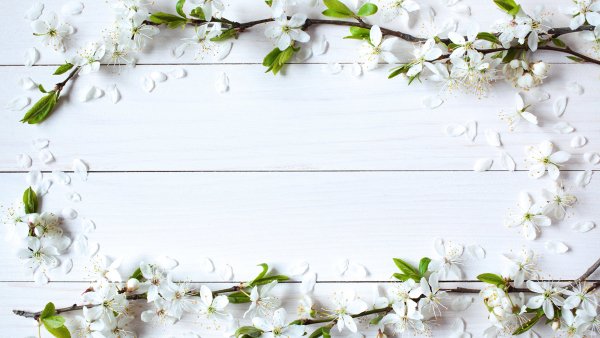 Фотофон цветы сиреневые