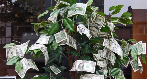 Доллар дерево