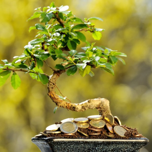 Денежное дерево феншуй