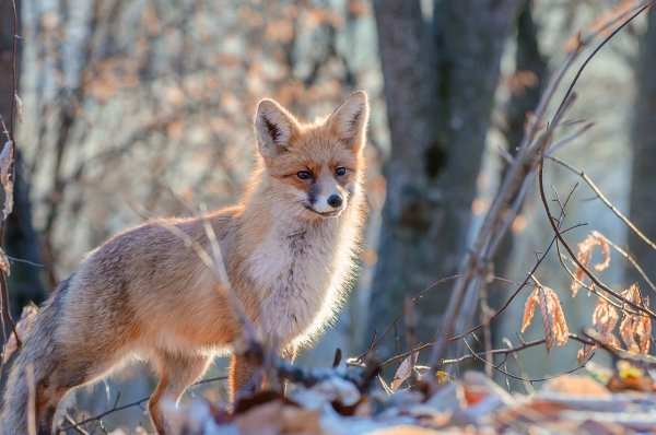Лисица весной