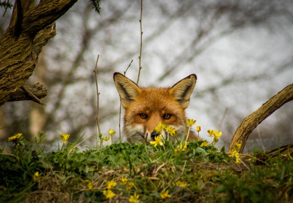 Лиса выглядывает