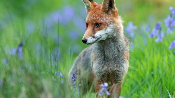 Лиса летом картинки