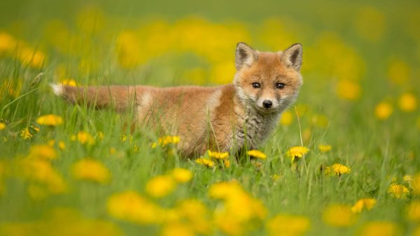 Лисичка в траве