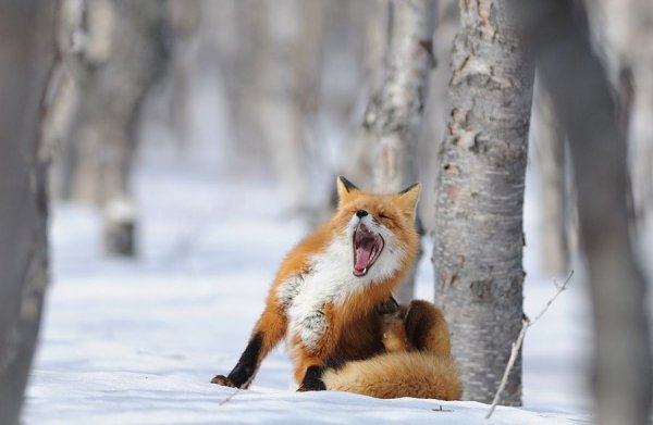 Смешные лисы зимой