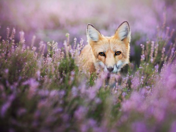 Лиса в цветах