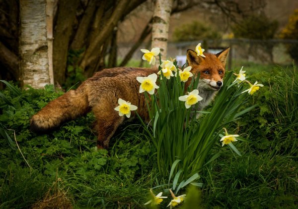 Лиса в ромашках