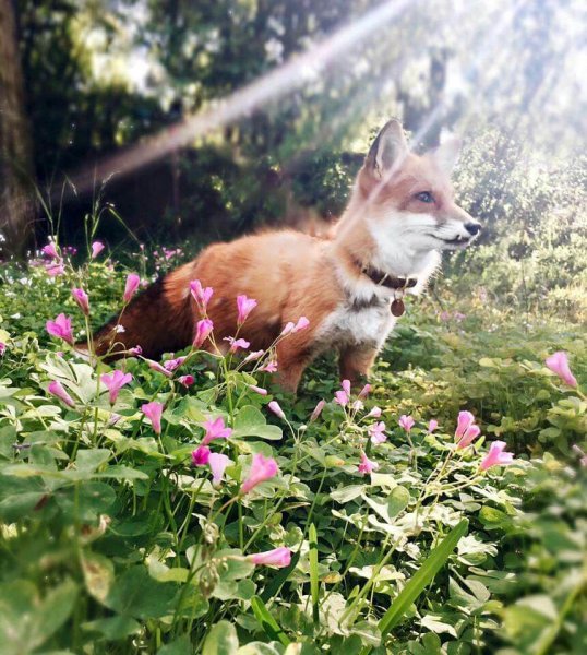 Лиса бургунди