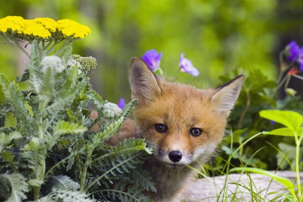 Маленькие лисички